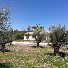 Camp d'oliveres