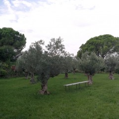 Camp d'oliveres 2021