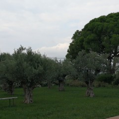 Camp d'oliveres 2021