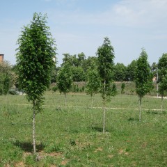 grup de Sorbus, maig 2012