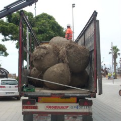 Transport de palmeres exemplars