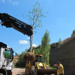 Preparació dels arbres a finals d'estiu