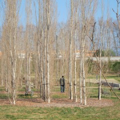 Populus nigra Italica. Març 2014